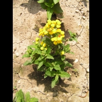 Bouquet D'or - Calceolaria Integrifolia (fam Scrophulariacees) (1)